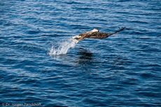 Seeadler (10 von 11).jpg
